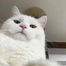 Vino Bastian avatar